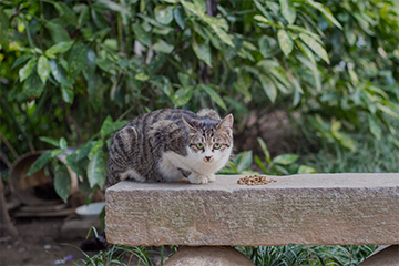 小孩投喂流浪猫被抓伤，该向谁追责？